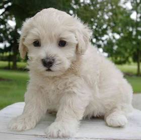 Maltipoo