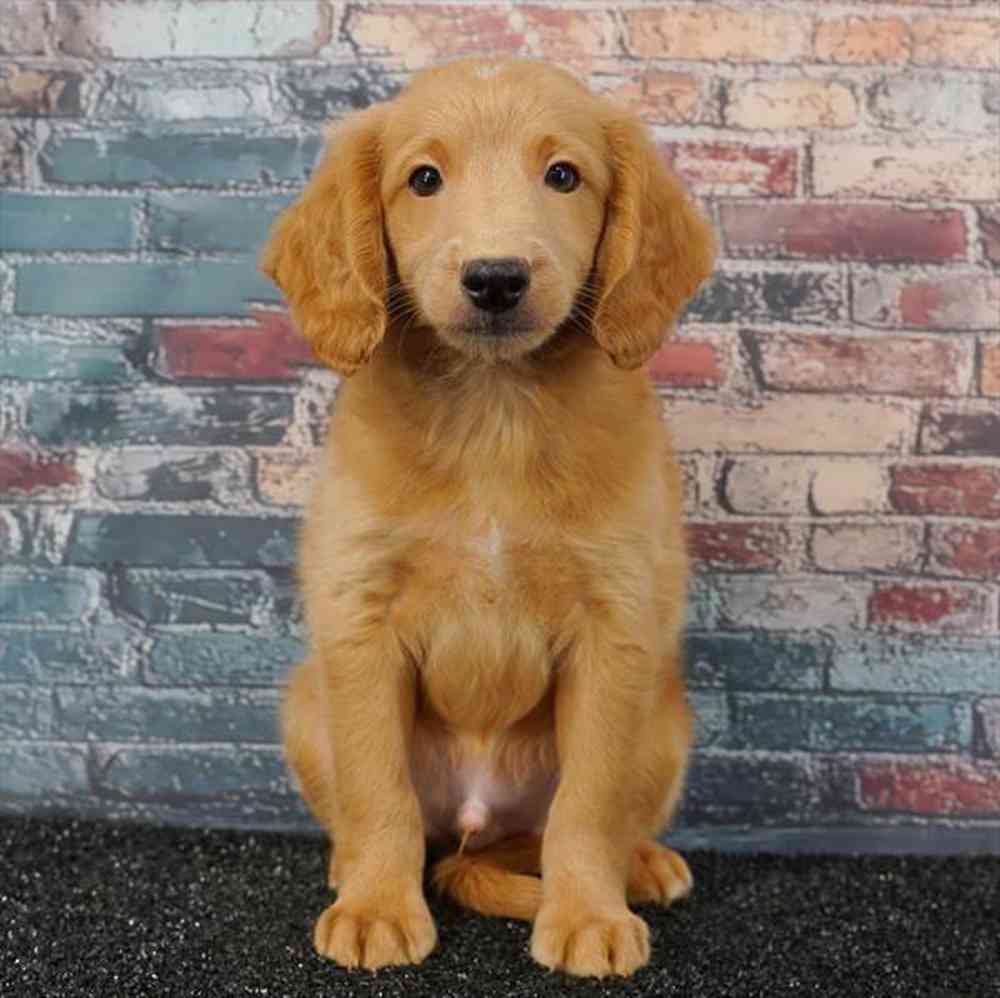 Image of a pet breed in the gallery