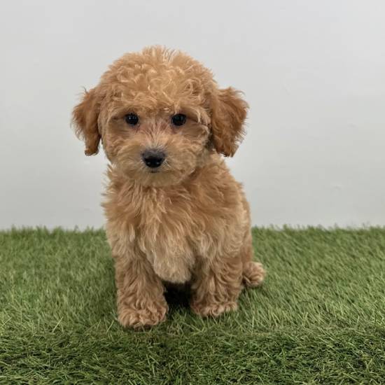 2nd Gen Mini Goldendoodle