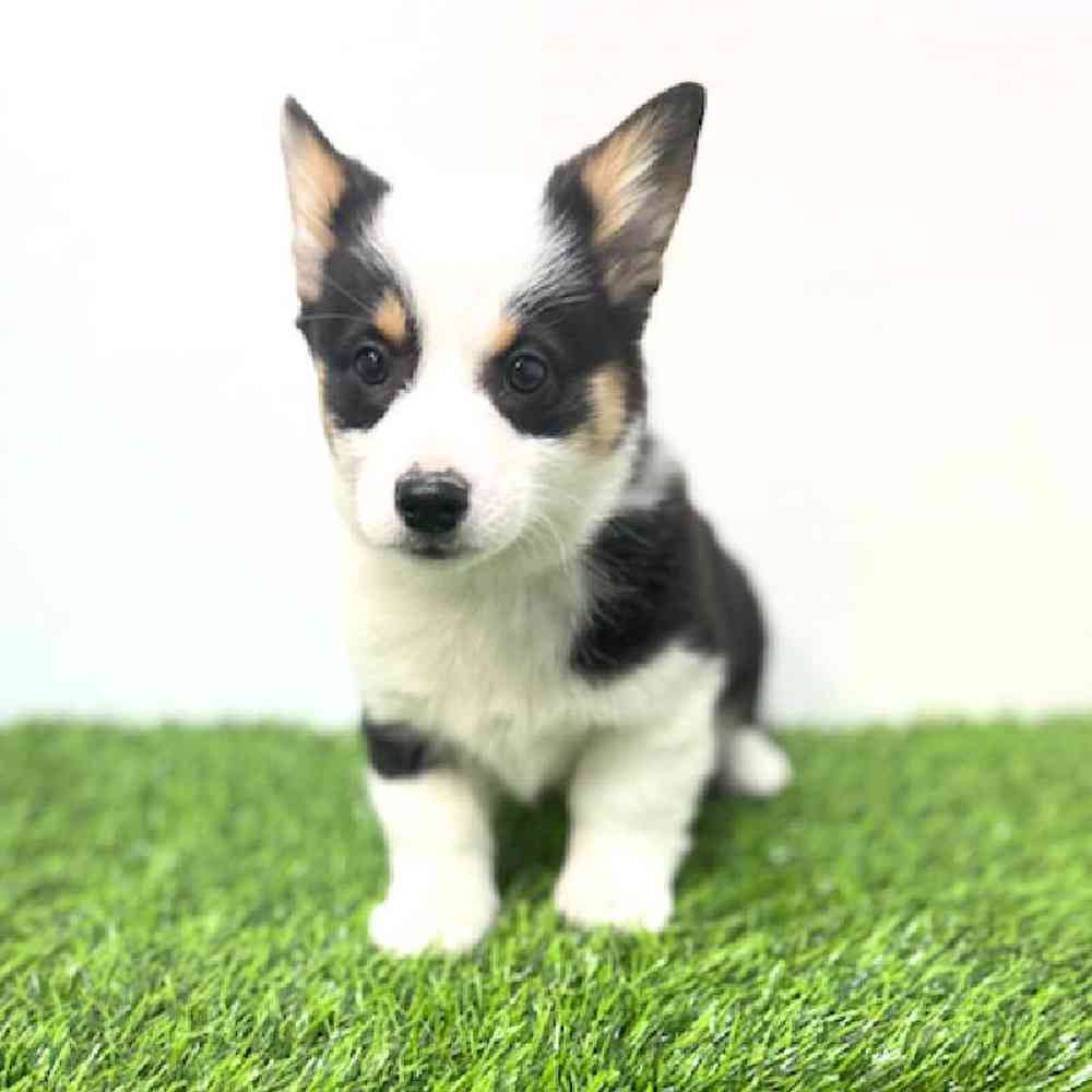 Image of a pet breed in the gallery