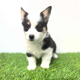 Pembroke Welsh Corgi