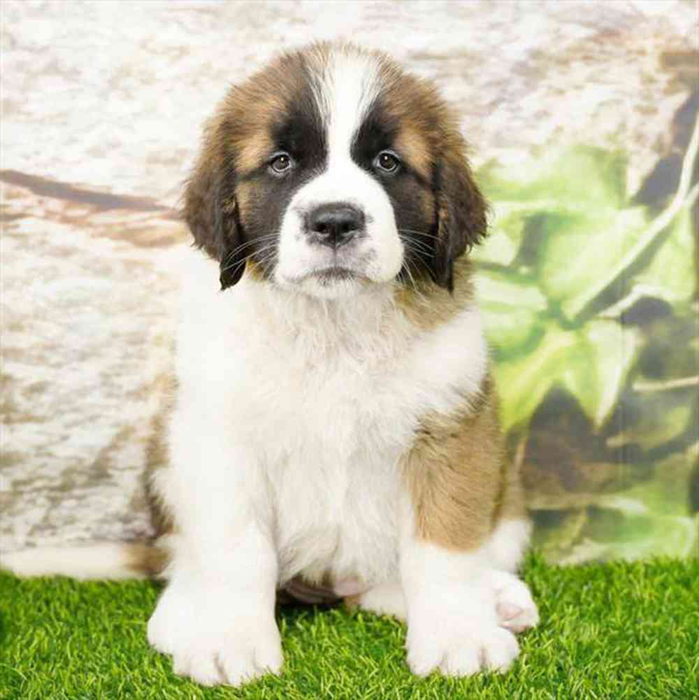 Image of a pet breed in the gallery