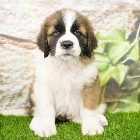 Saint Bernard