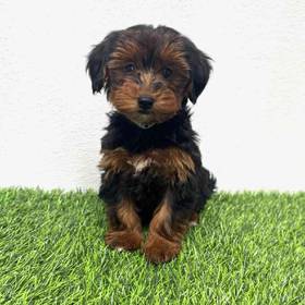 Yorkie-Poo