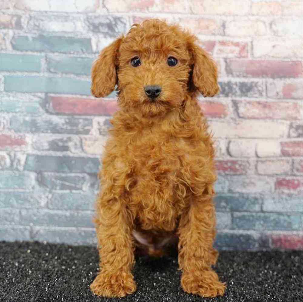 Image of a pet breed in the gallery