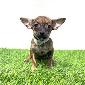 Chihuahua