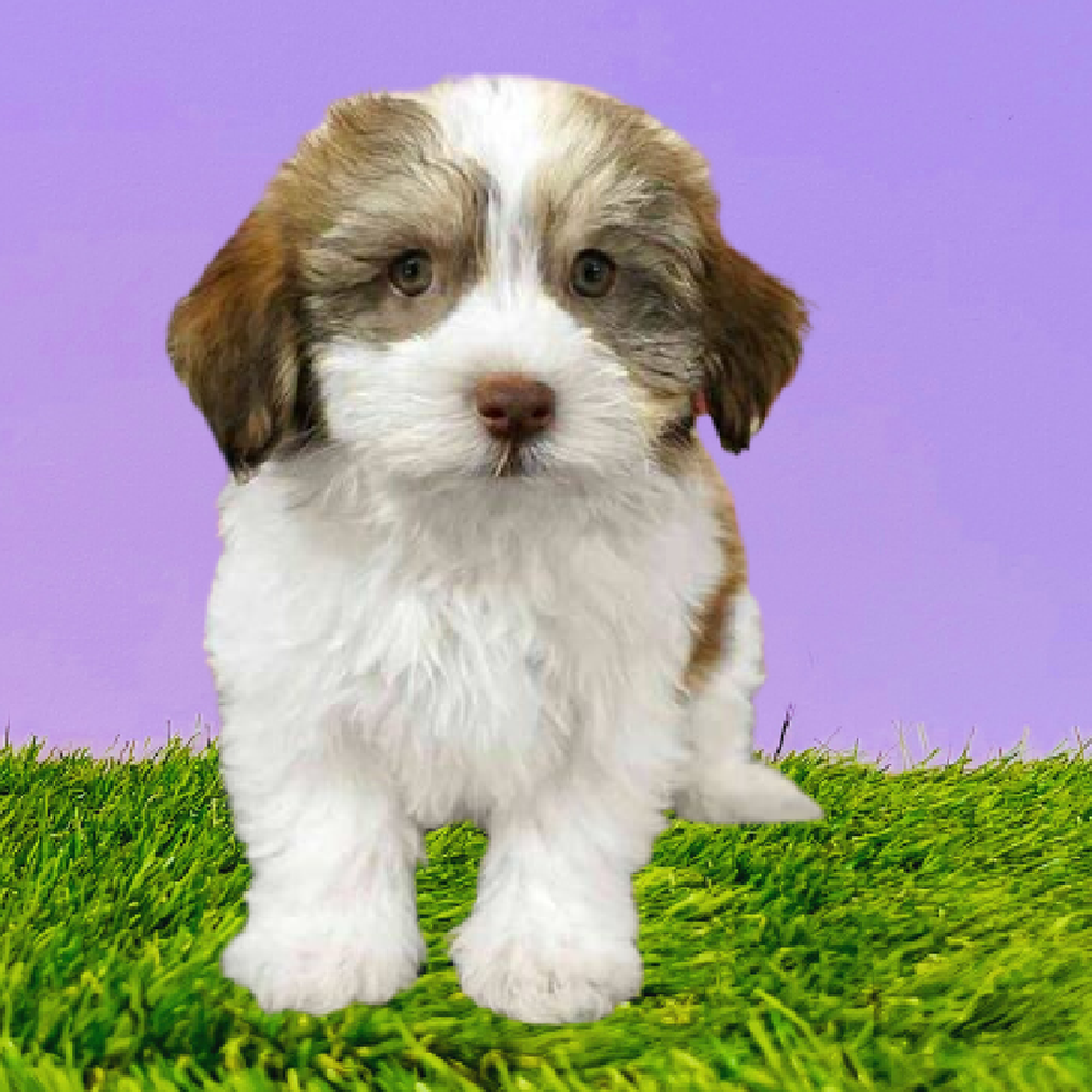 Male Havanese Puppy for Sale in Marietta, GA