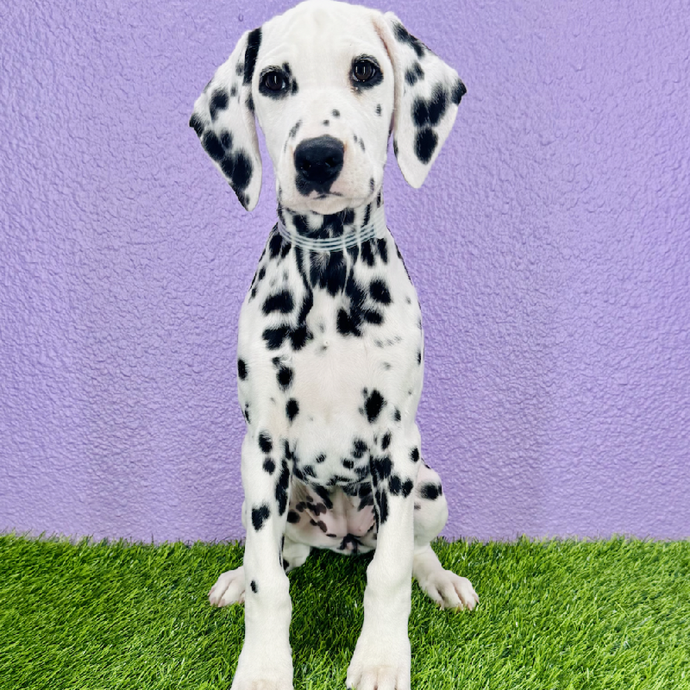Image of a pet breed in the gallery