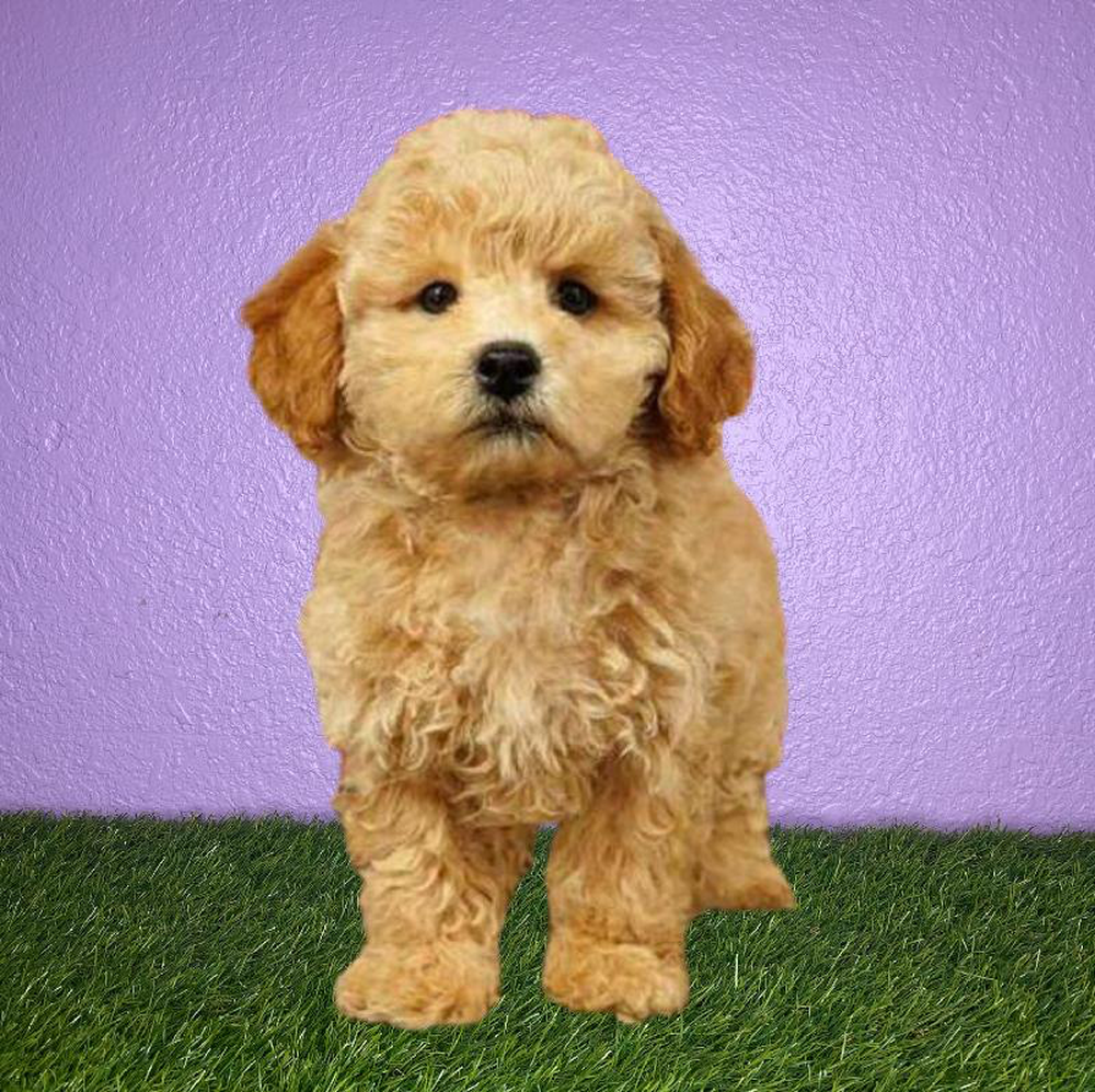 Female Poodle Puppy for sale