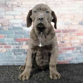 Cane Corso