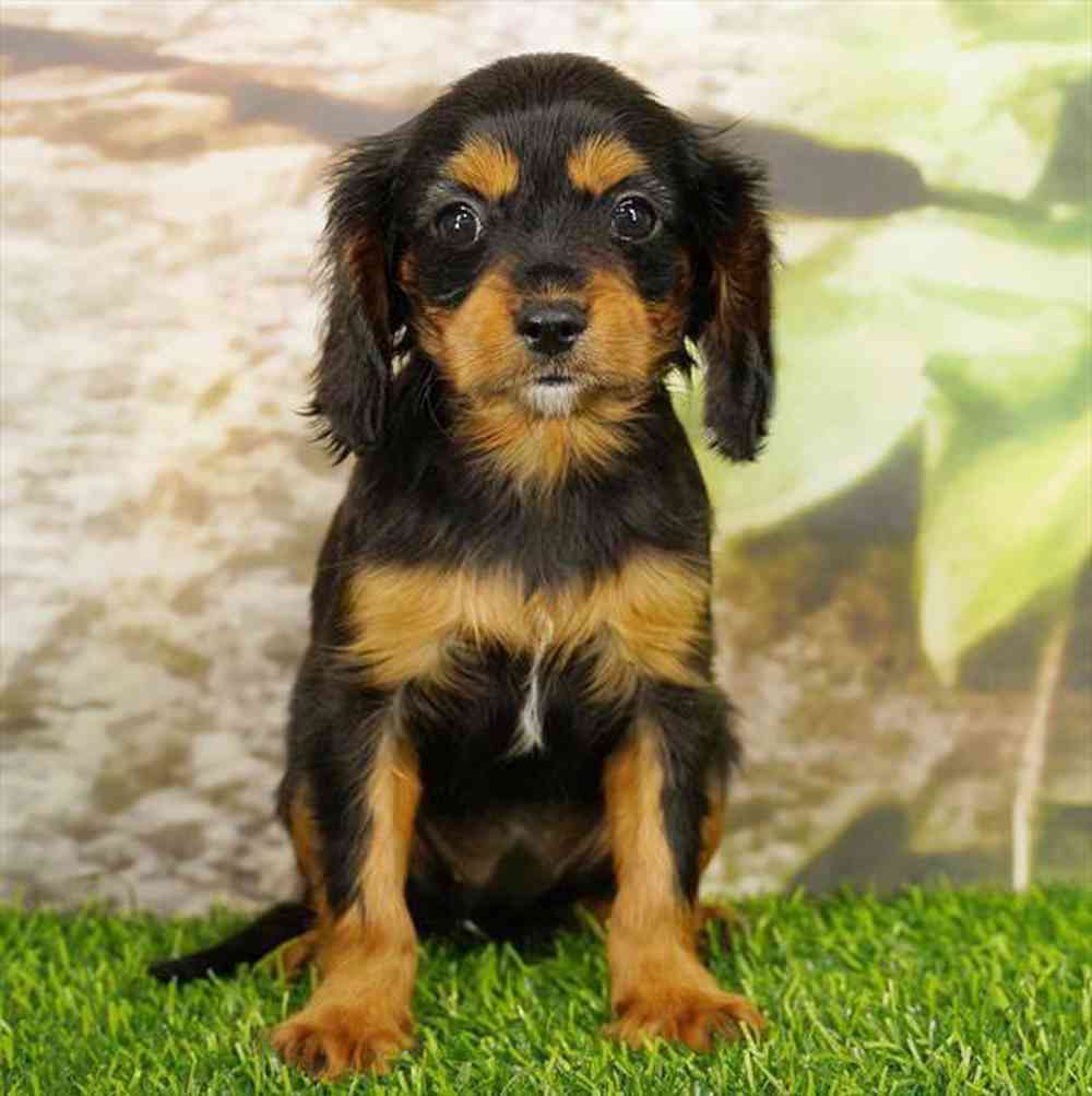 Image of a pet breed in the gallery
