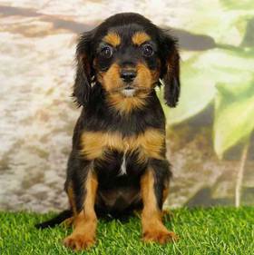 Cavapoo