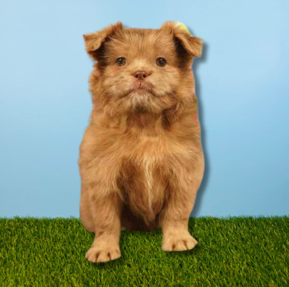 Female Shiranian Puppy for Sale in Tolleson, AZ