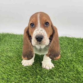 Basset Hound