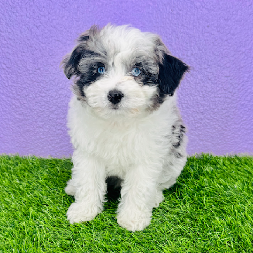 Image of a pet breed in the gallery