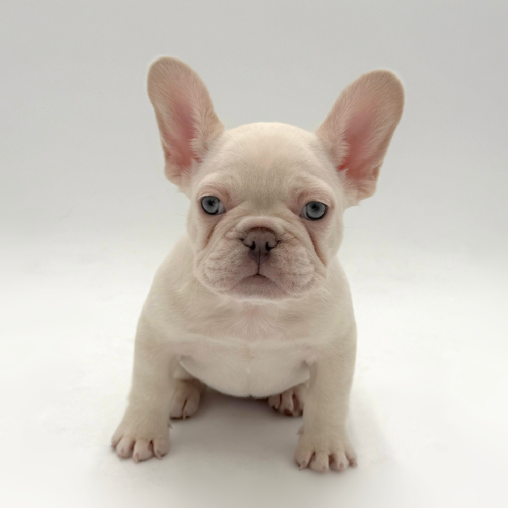 Image of a pet breed in the gallery