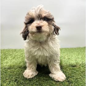 2nd Gen Cockapoo