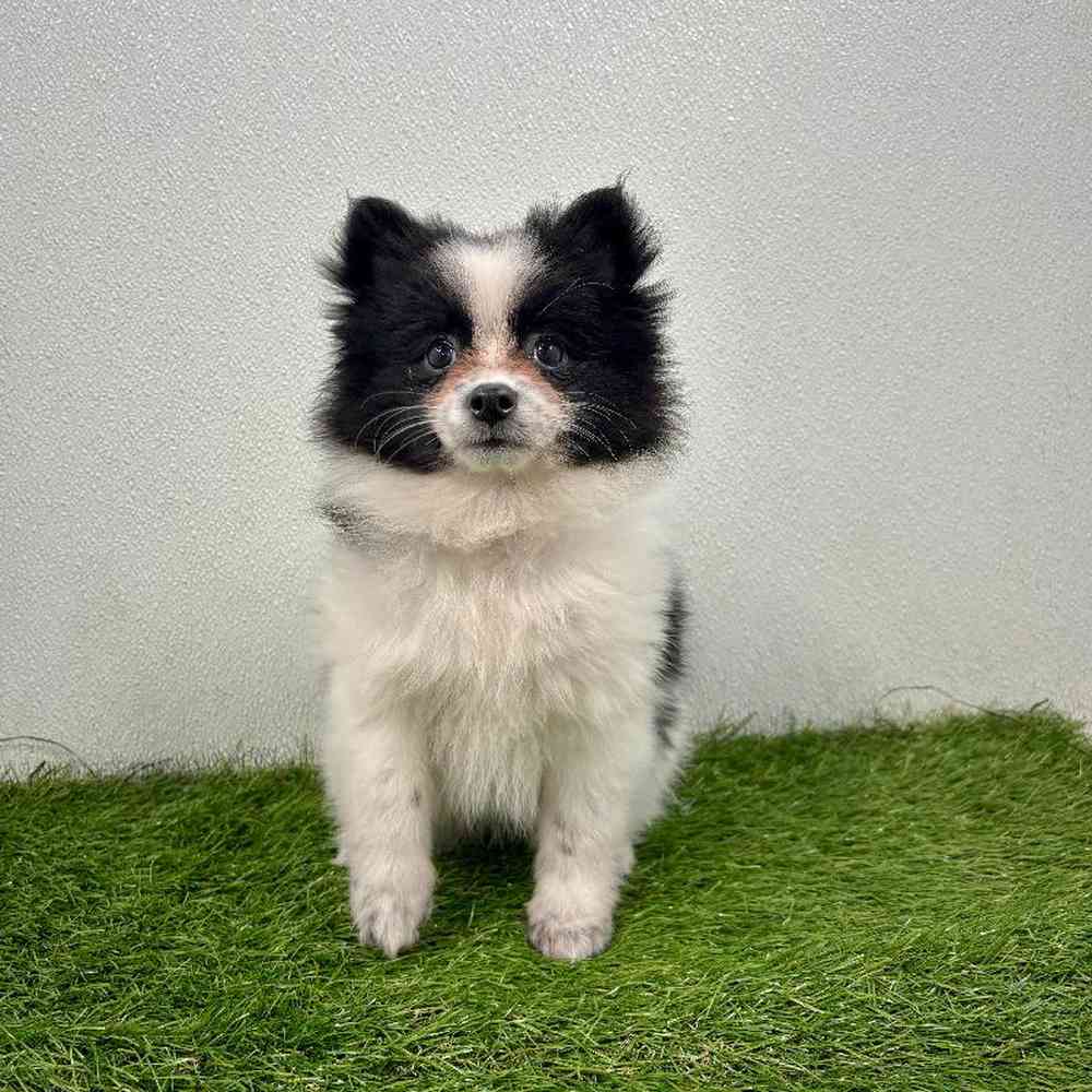 Image of a pet breed in the gallery