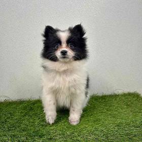 Pomeranian