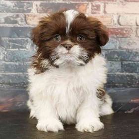 Shih Tzu