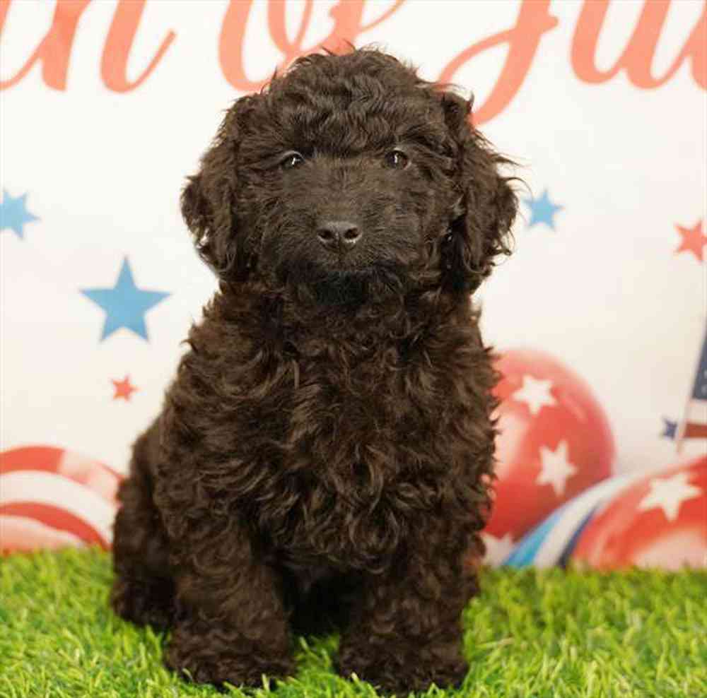 pet breed image