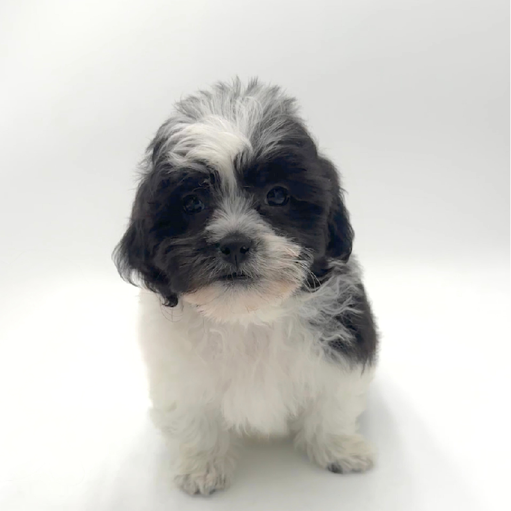 Image of a pet breed in the gallery