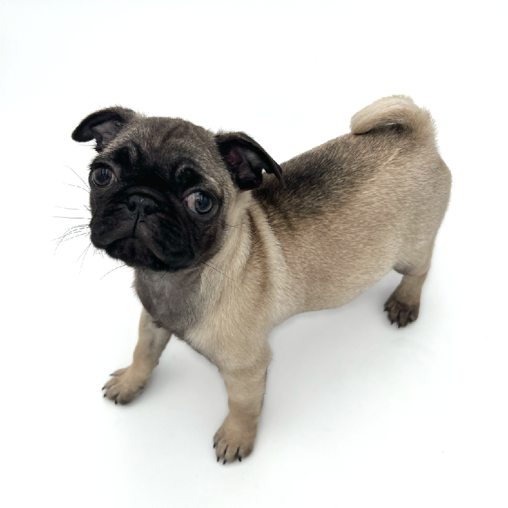 carousel pet images