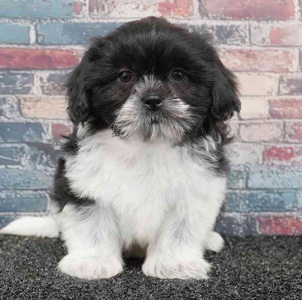 pet breed image