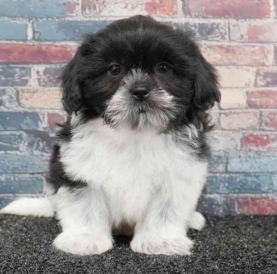 Shih Tzu