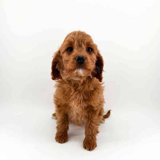 Cavapoo
