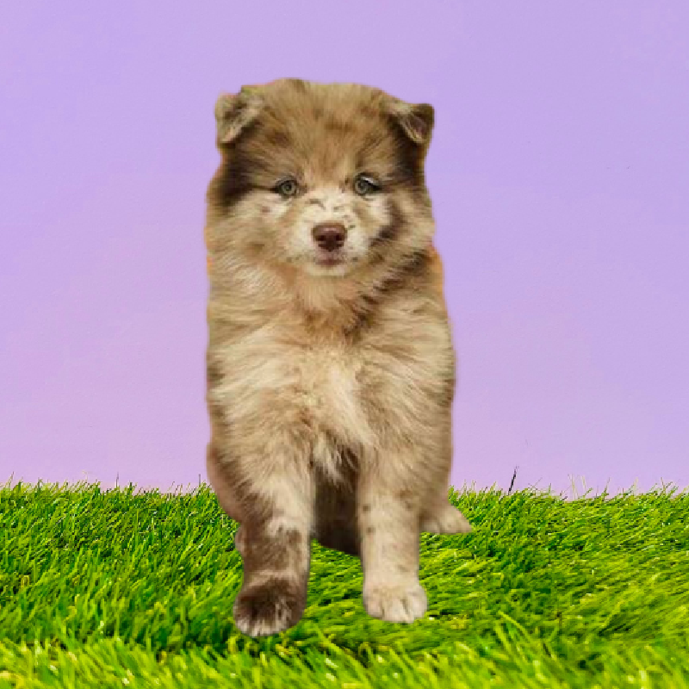 Female Pomsky Puppy for Sale in Marietta, GA
