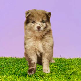 Pomsky