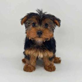Yorkie