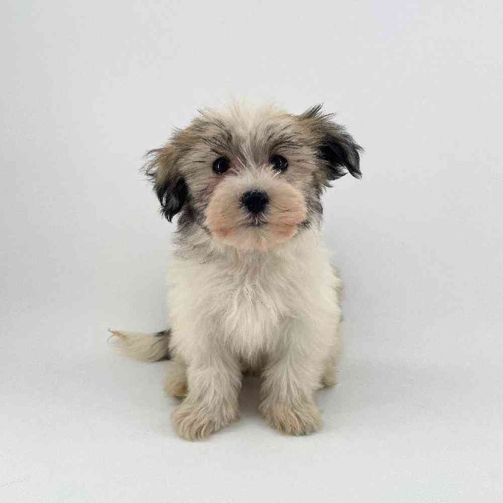 pet breed image
