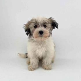 Havanese