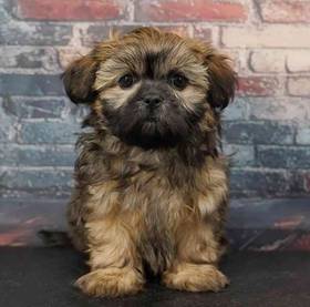 Shih Tzu
