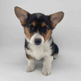 Pembroke Welsh Corgi