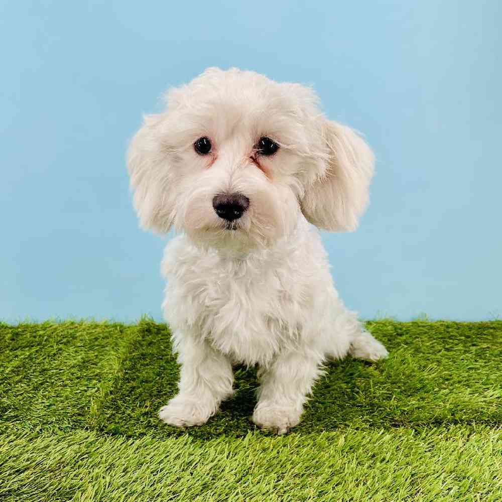 pet breed image