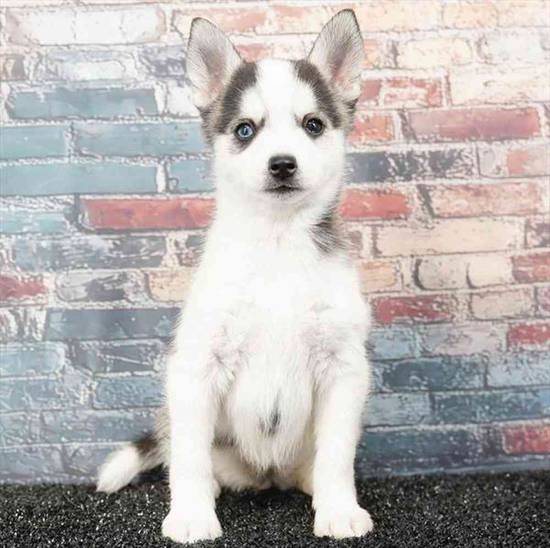 Alaskan Klee Kai