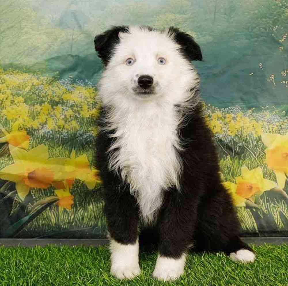 Image of a pet breed in the gallery