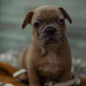 French Bulldog