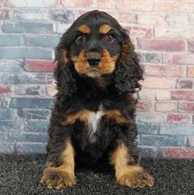Cocker Spaniel