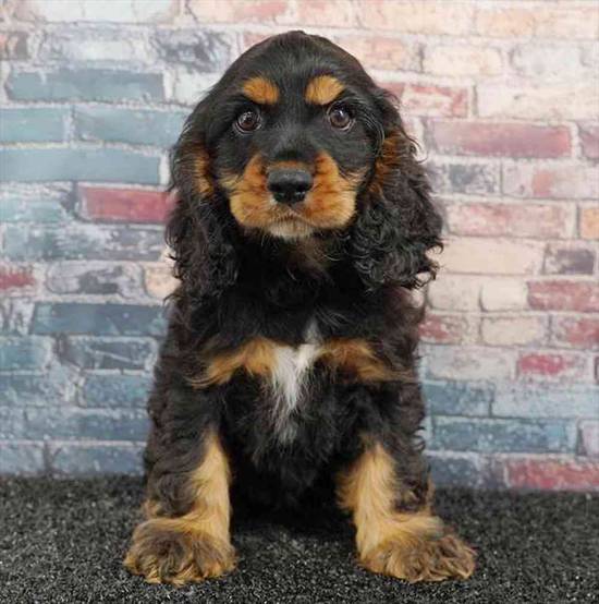 Cocker Spaniel
