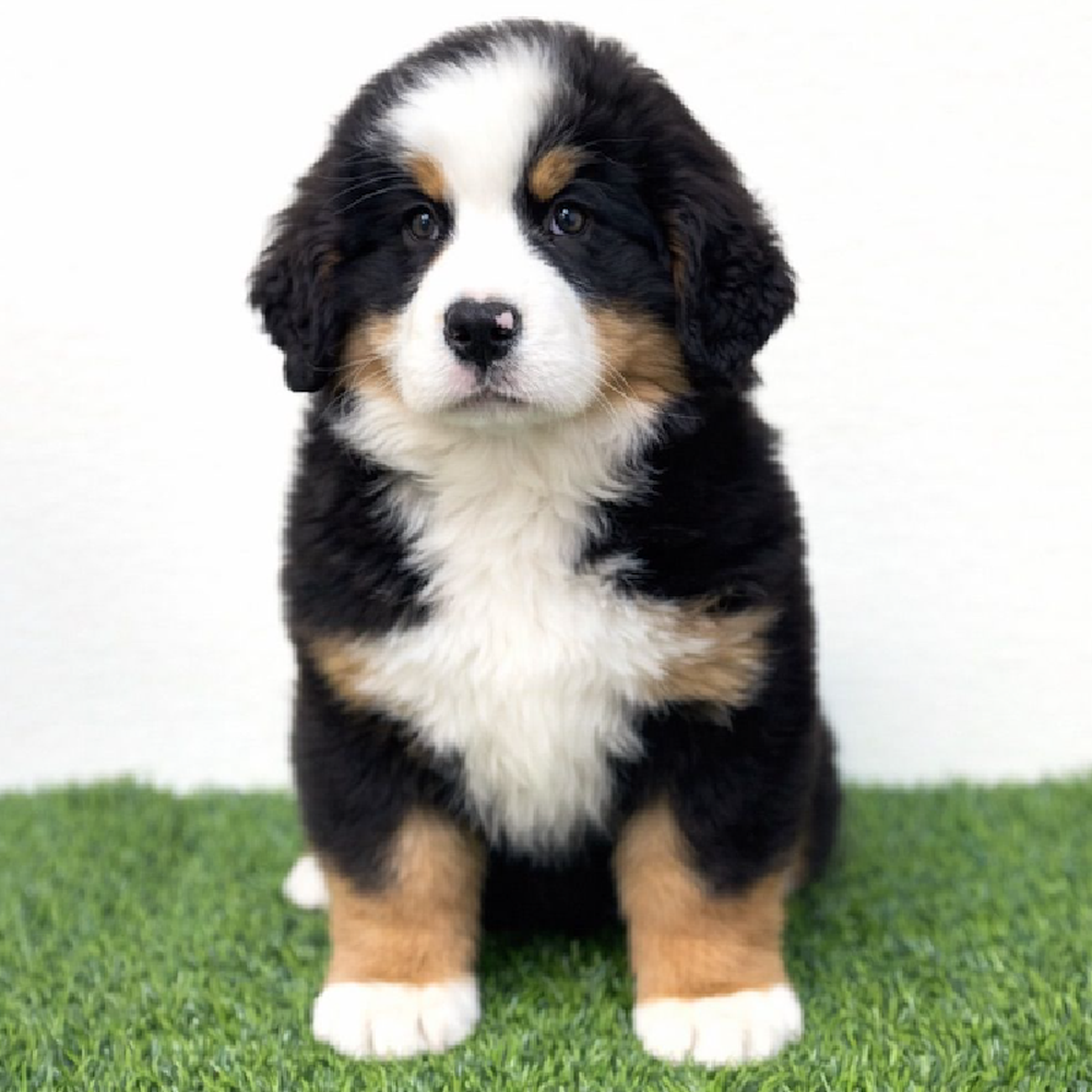 Image of a pet breed in the gallery