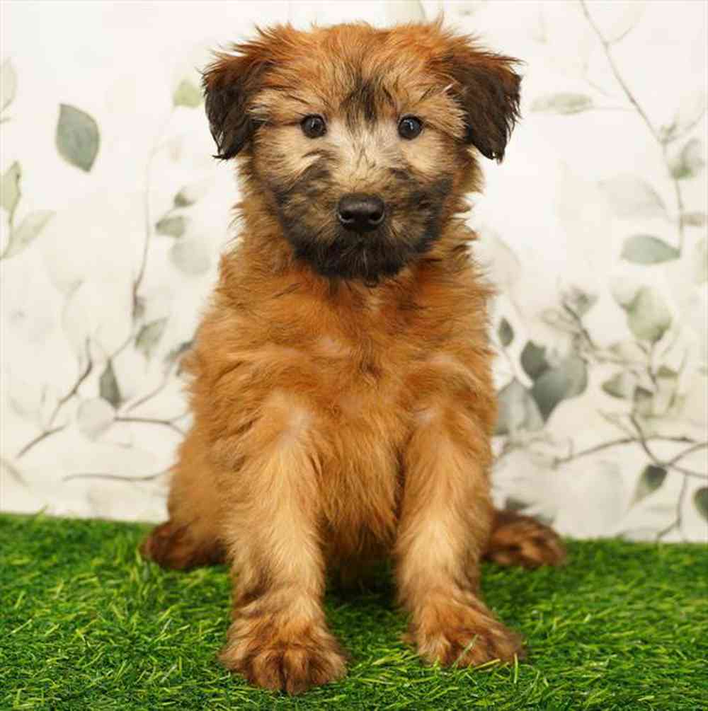 Image of a pet breed in the gallery