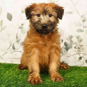 Soft Coated Wheaten Terrier