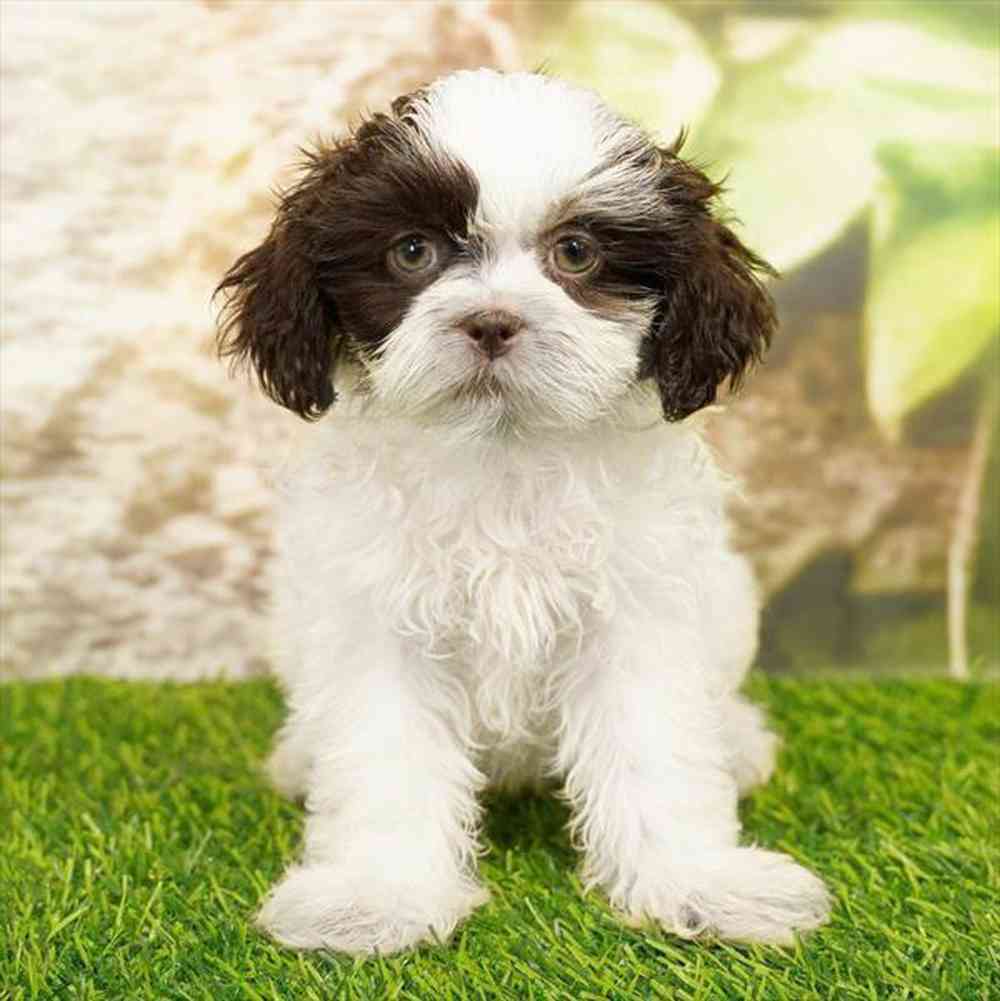 Image of a pet breed in the gallery