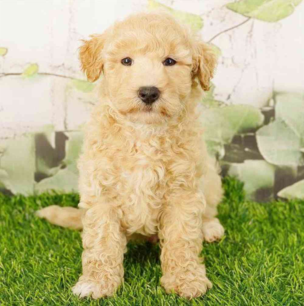 Image of a pet breed in the gallery