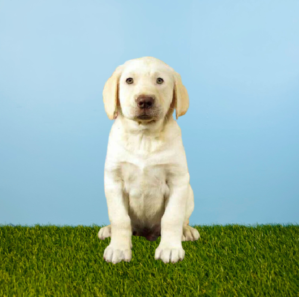 Male Labrador Retriever Puppy for Sale in Pasadena, TX