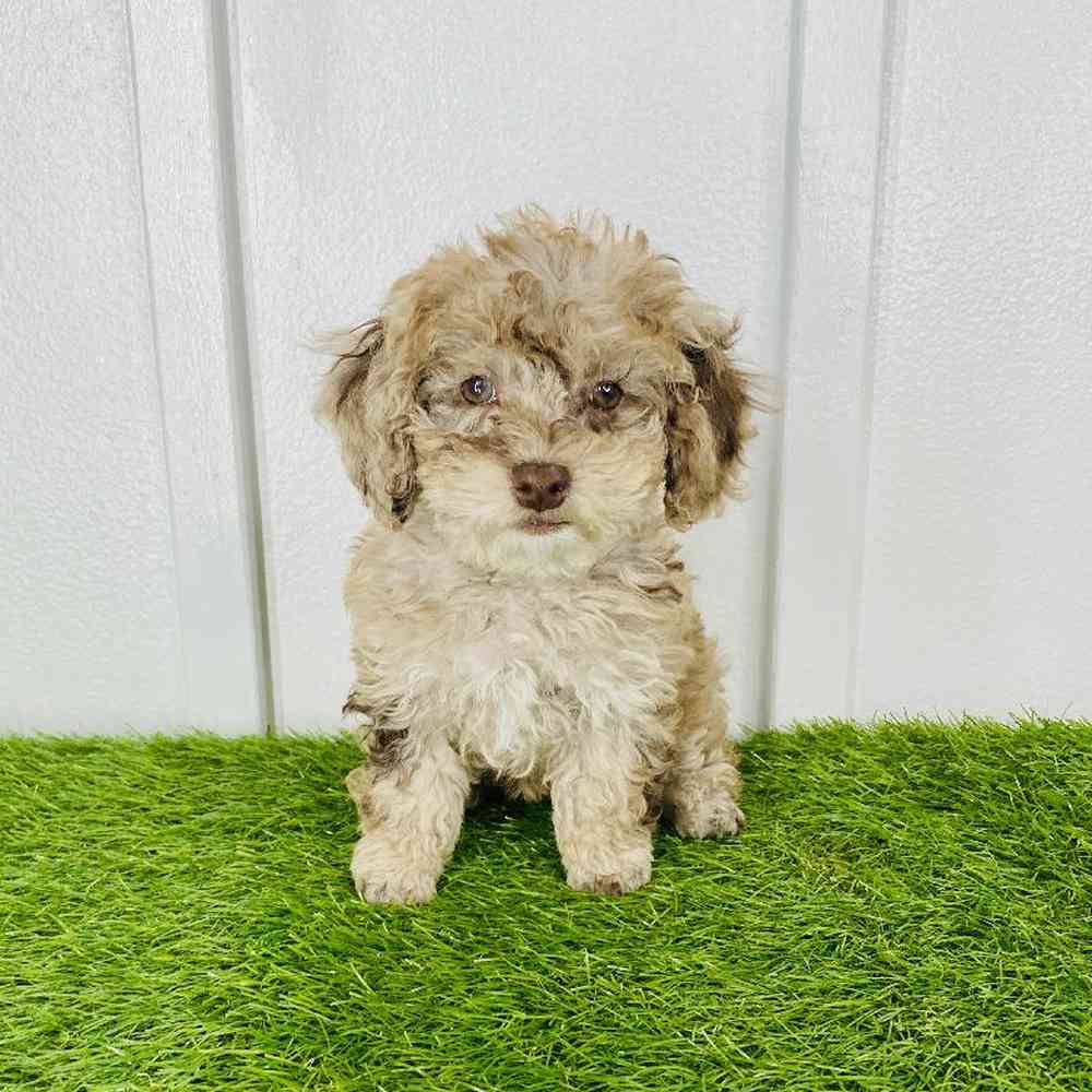 Image of a pet breed in the gallery